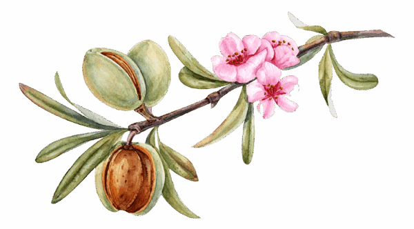 biostimulants-almond