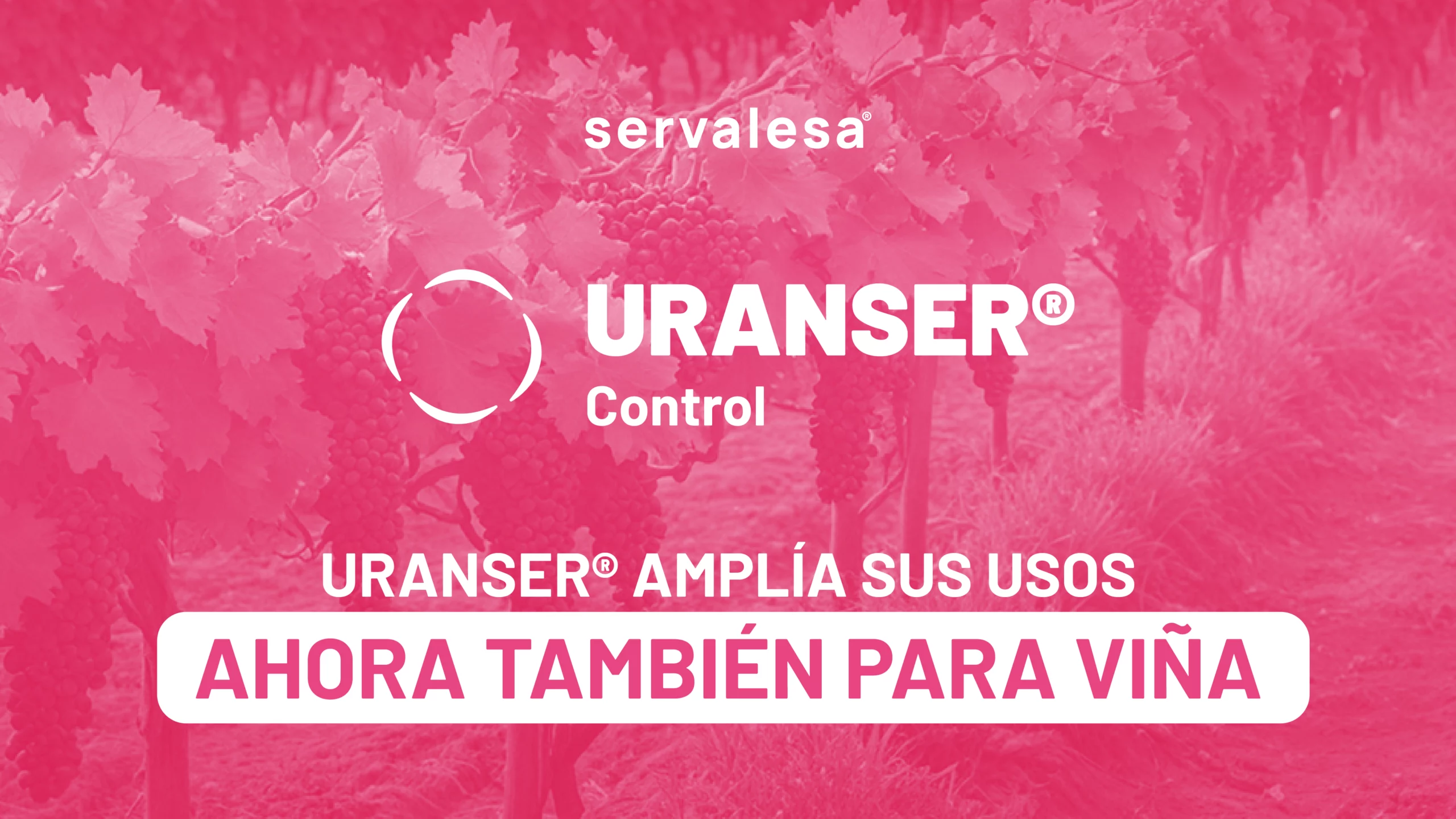 URANSER® es un fungicida a base de fosfonato potásico desarrollado por Servalesa para el control de mildiu en viña y Phytophthora en frutales y cítricos.