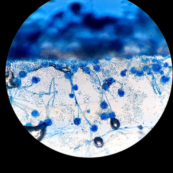 shutterstock_1993989974 copia