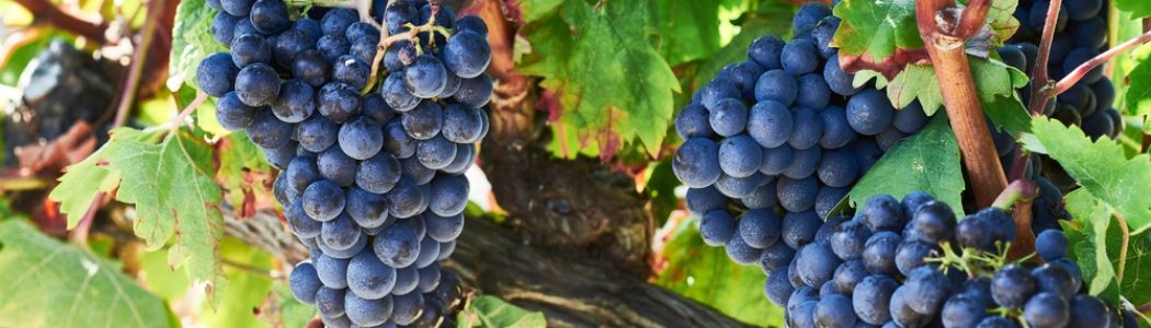 Ripe,Grapes,On,The,Vine,,La,Rioja,Álavesa,,Álava,,Basque URANSER, el fungicida a base de fosfonato potásico de Servalesa ahora también para viña